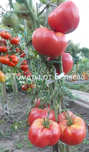 Томат Ырга, описание, Купить, Семена от производителя, отзывы, характеристика, фото, семена томатов от частных коллекционеров.