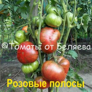 гномы (4)