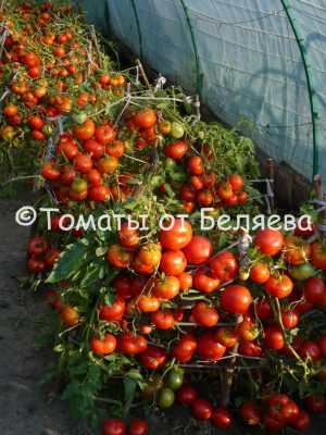 Низкорослые томаты • Для открытого грунта и теплиц, хорошие сорта